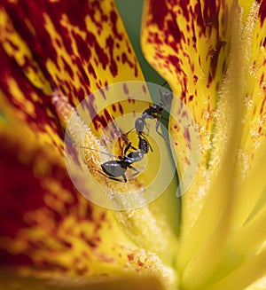 Two black ants f fighting on a lily