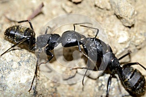 two black ants fighting