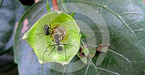 Two black ants on receptacle part of the hibiscus flower drinking sweet juicy liquid.