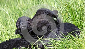 Two black baby sheep resting on the grass