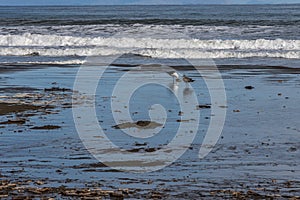 Two black back gulls with fish standing on surfline