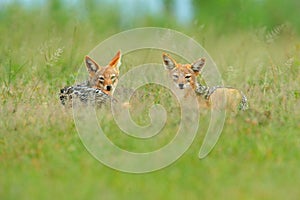 Two Black-Backed Jackal, Canis mesomelas mesomelas, portrait of animal with long ears, Kenya, South Africa. Beautiful wildlife sce