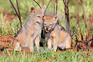 Two Black Backed Jackal puppies play in short green grass to develop skills