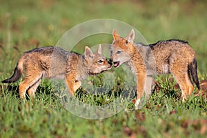 Two Black Backed Jackal puppies play in short green grass to develop skills