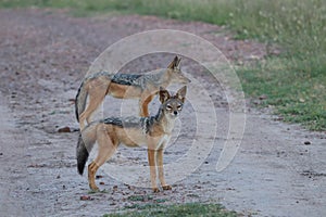 Two black-backed jackals in the african savannah.