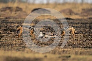 Two black-backed jackals stand feeding on kill