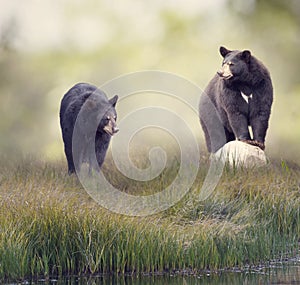 Two Black bears near water