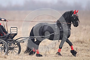 Two black beautiful adorned horses pull a cart
