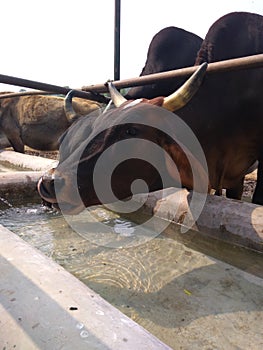 Two black beautiful cow drinking water