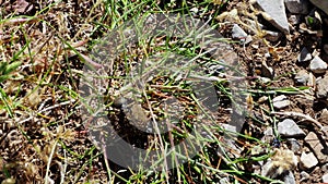 Two black beetles rolling a ball of dung in Evvia Euboea, Greece, in Spring