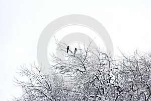 Two Black-billed Magpie Perched on a Snowy Branch