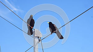 Two Black bird with blue sky background