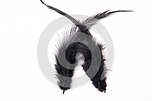 Two Black Bird Feathers