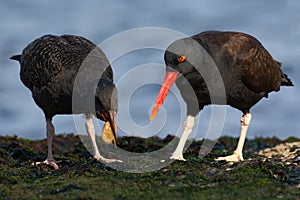 Two black bird with red bill. Blakish oystercatcher, Haematopus ater, with oyster in the bill, black water bird with red bill. photo