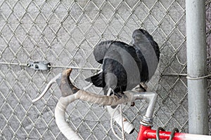 Black birds on a bicycle