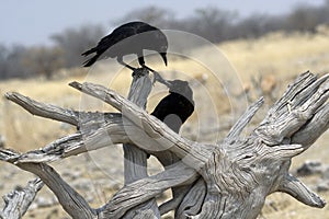 Two black birds playing