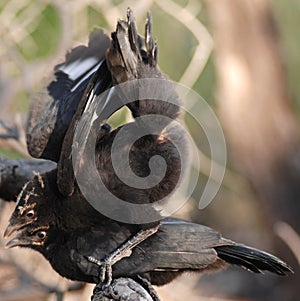Two Black Birds Playing