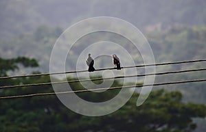 Two black birds sitting on electric cables