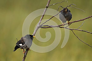 Two black birds on tree branches