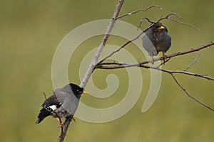 Two black birds on tree branches