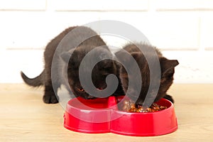 Two black british shorthair kittens eats on white background