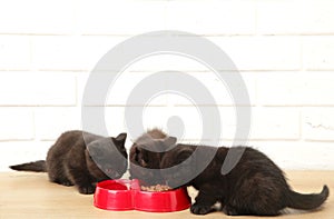 Two black british shorthair kittens eats on white background