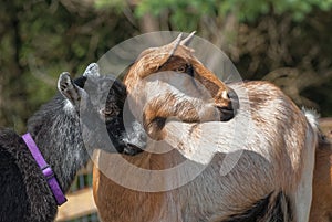 Two Black and Brown Goat Profiles