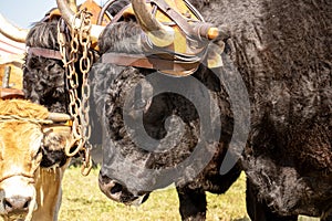 Two black bull harnessed together in ferme
