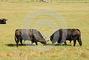 Two black bulls fighting