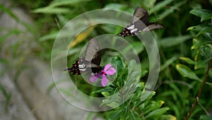 Two black butterflies