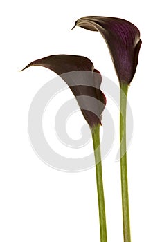 Two black calla lilly flowers