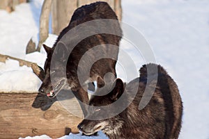 Two black canadian wolf are watching their prey.