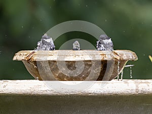 Two Black-capped Chickadees bathing in a birdbath