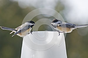 Two Black-capped Chickadees (Poecile atricapillus) talking