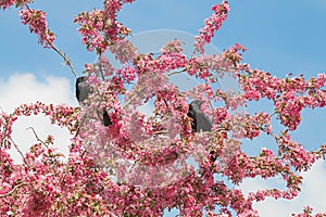 Two black carrion crows sitting in a red blooming crab apple tree, blue sky in the back