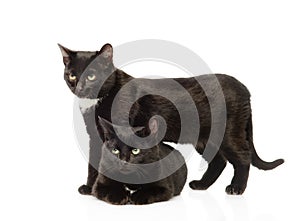 Two black cats. isolated on white background