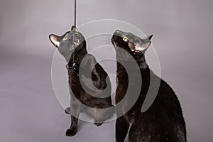 Two black cats playing with string bitting looking up active kitties