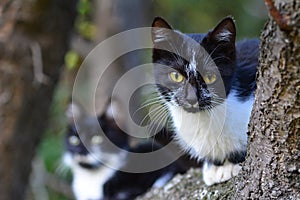 Two black cats in a tree canopy