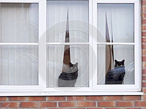 Two black cats in the window of a house