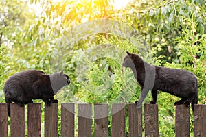 Two black cats on wooden fence opposite each other before fight