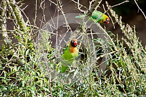 Two black-cheeked lovebirds in a bush, Agapornis nigrigenis