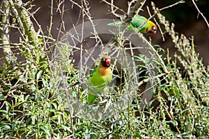 Two black-cheeked lovebirds in a bush, Agapornis nigrigenis photo