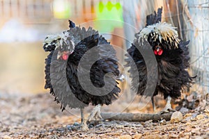 Two black chicken at chicken farm