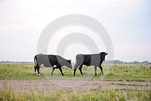 Two black cows go on the road through field