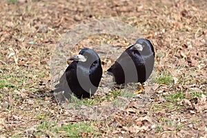 Two black crow chick on the ground