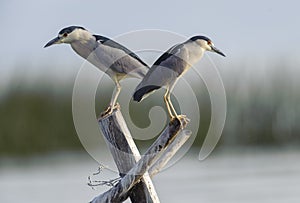 Two Black-crowned night heron