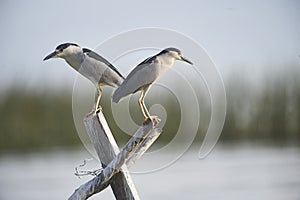 Two Black-crowned night heron Nycticorax nycticorax perched on a post