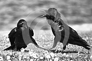 Two Black Crows in dispute photo