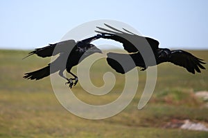 Due nero corvi anni 