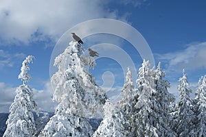 Two black crows or ravens on snow covered trees in winter scene on top of Dog Mountain on Mount Seymour